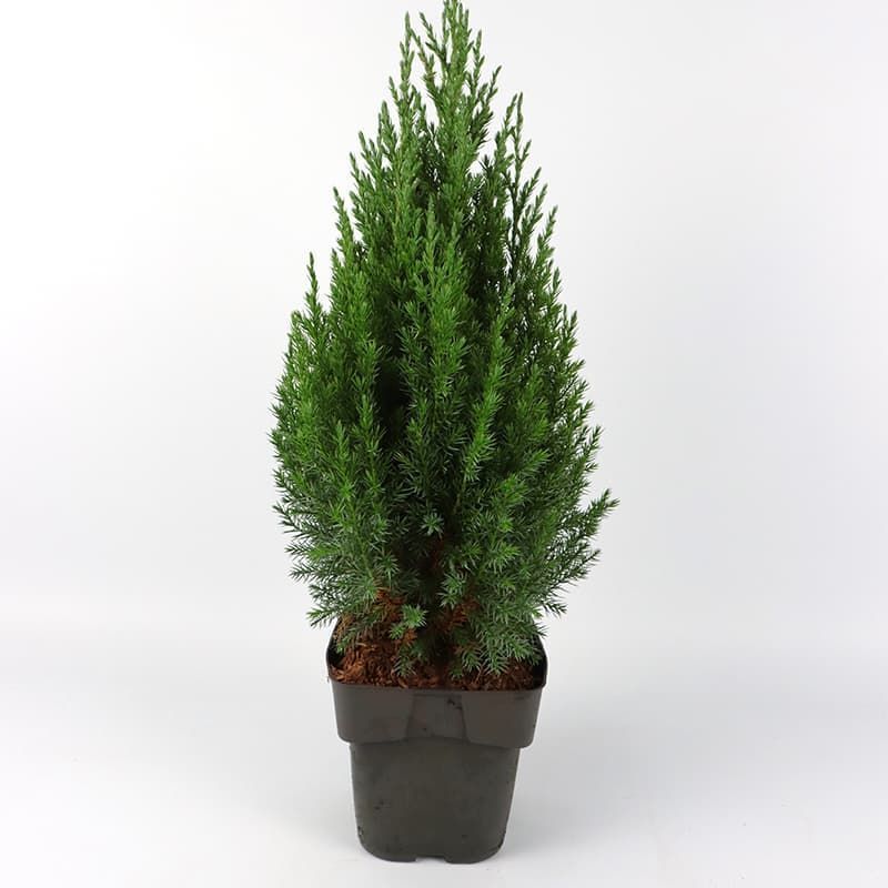 Juniperus chinensis 'Stricta' 2 Litres