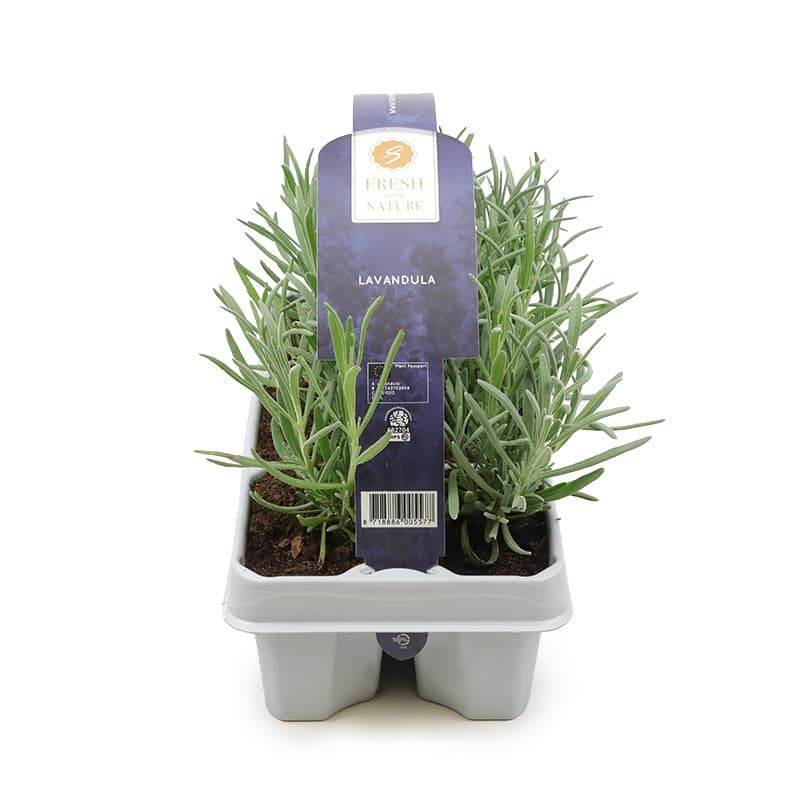 Lavender angustifolia 6 Pack