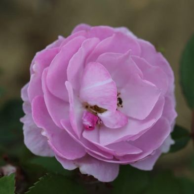 Climbing Rose 'Lilac Bouquet' 4 Litres
