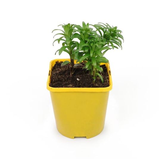 Lily Easy Start 'Asiatic Yellow' 1.4 Litres