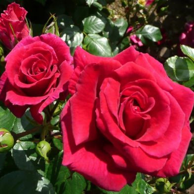 Bush Rose 'Lovestruck' 3 Litres