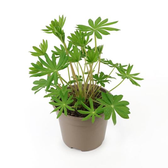 Lupin 'West Country Manhattan Lights' 2 Litres