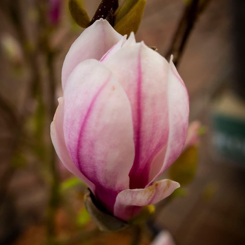 Magnolia soulangeana 7.5 Litres