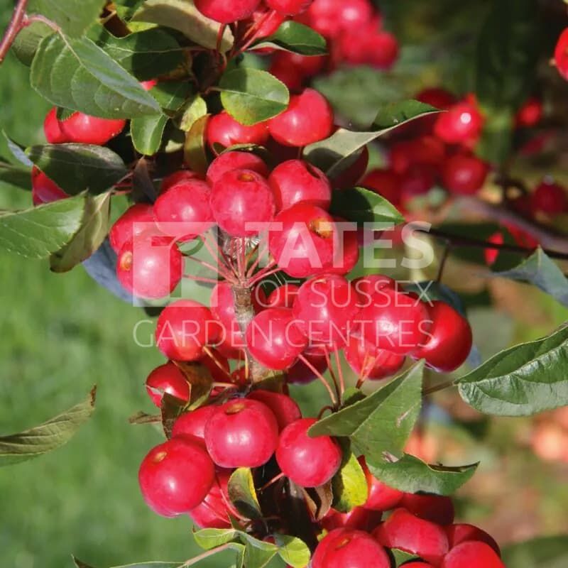 Malus x robusta 'Red Sentinel' 11.5 Litres