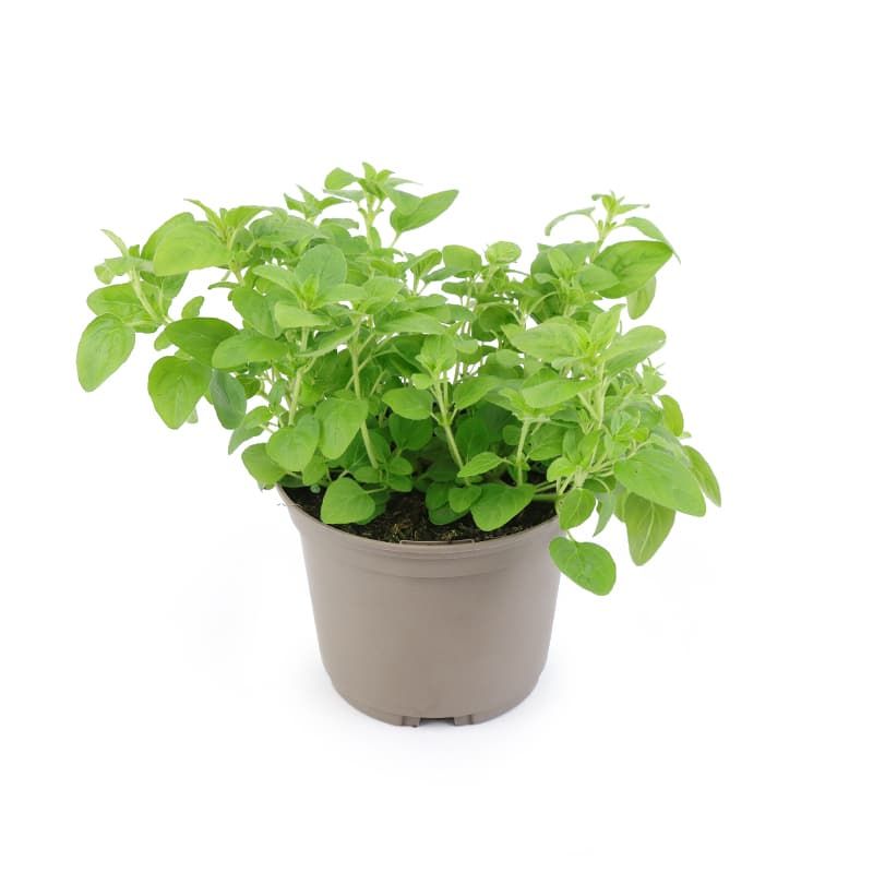 Marjoram 'French' 1 Litres