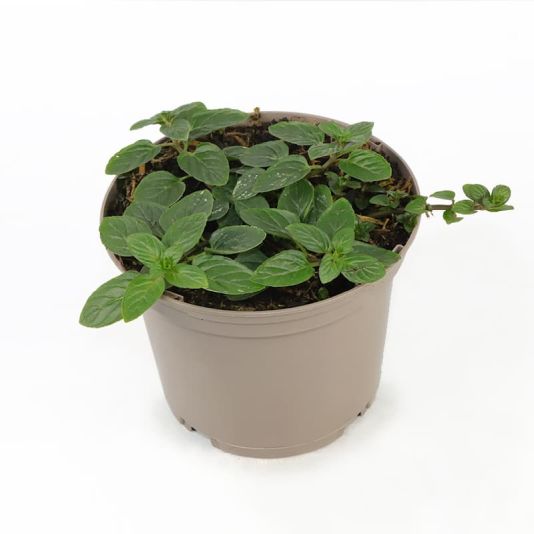 Mint 'Chocolate Peppermint' 1 Litres 