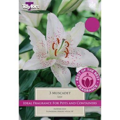 Lily 'Muscadet'