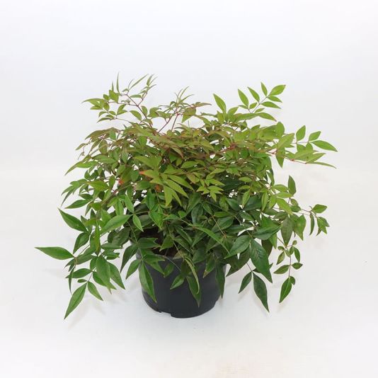 Nandina domestica 'Obsessed' 2 Litres