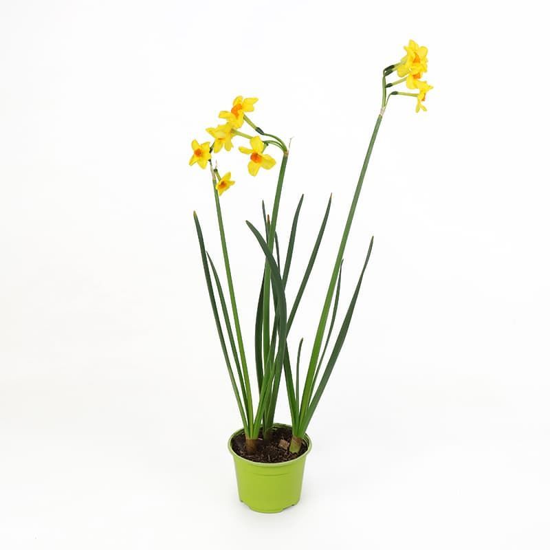 Narcissus 'Martinette' 10.5cm