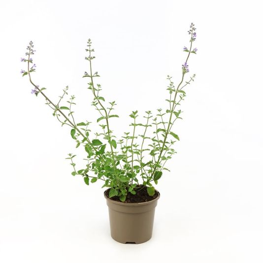 Nepeta 'Walkers Low' 2 Litres
