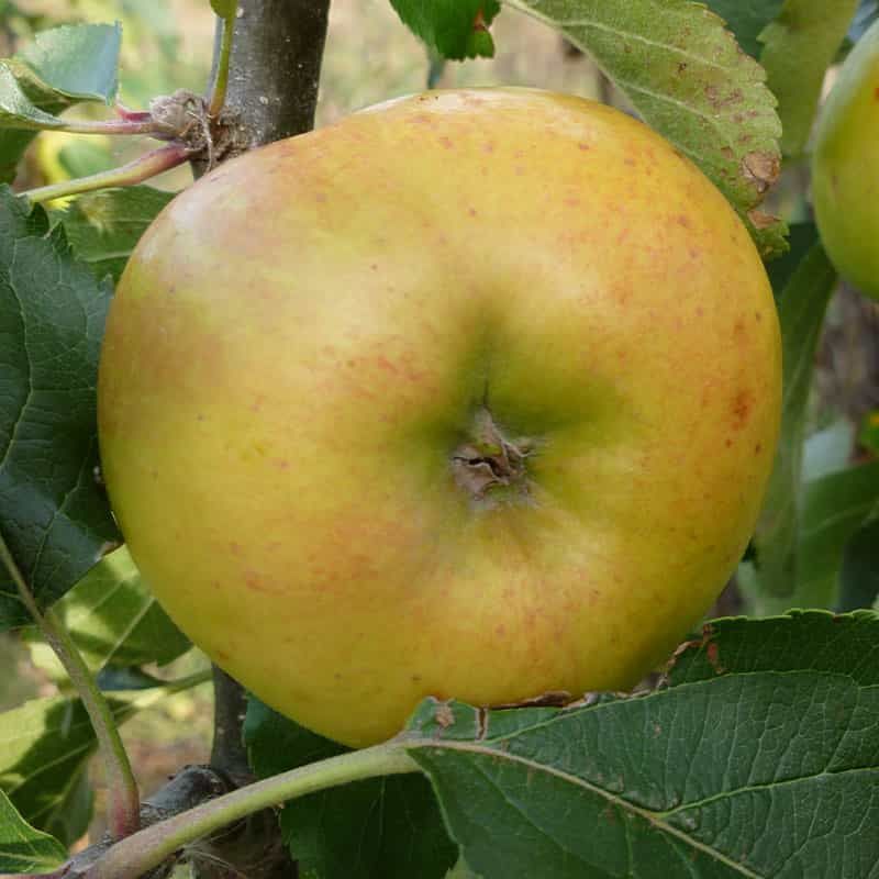 Apple (Malus) 'Bramley Seedling' 12 Litres M26