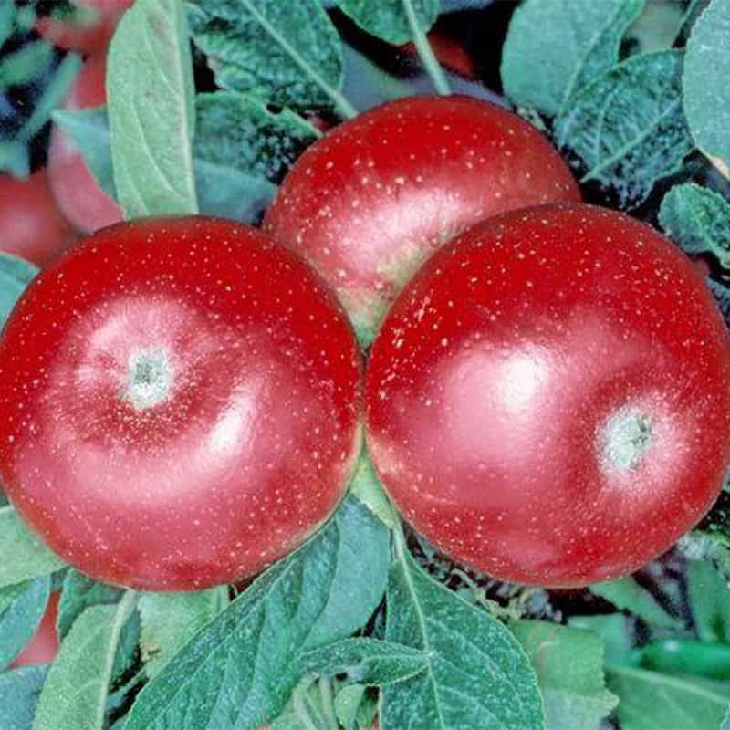 Apple (Malus) 'Discovery' 12 Litres MM106