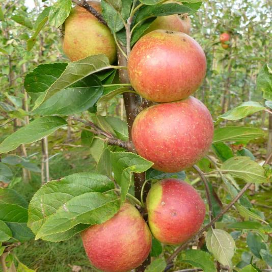 Apple (Malus) 'Laxton'S Superb' 12 Litres MM106