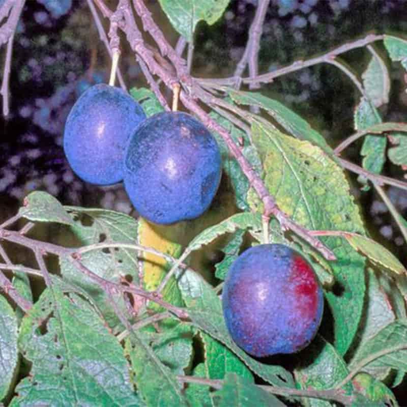 Damson (Prunus) 'Merryweather' 12 Litres St. Julien A