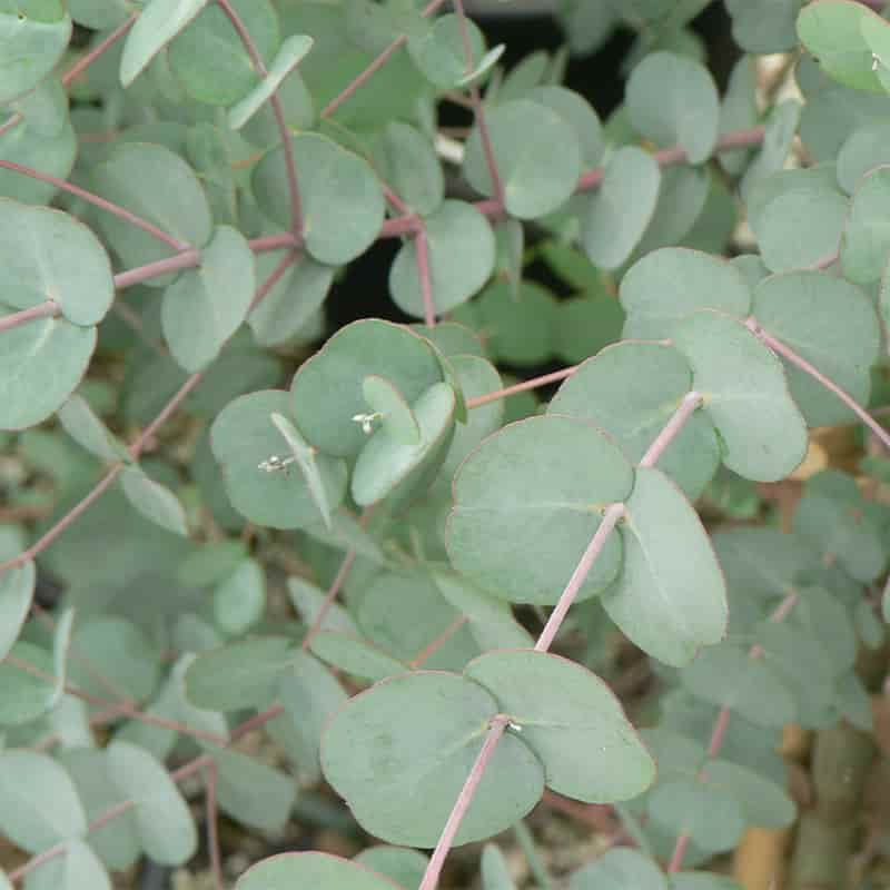 Eucalyptus gunnii 'Azura' 12 Litres