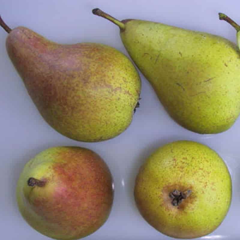 Pear (Pyrus) 'Concorde' 12 Litres Quince A