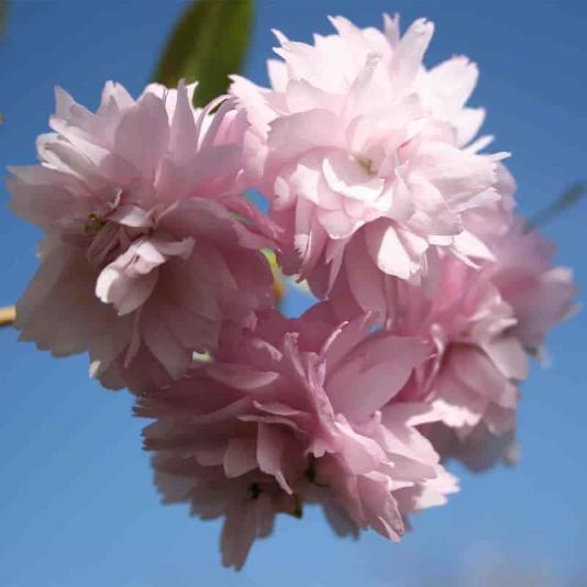 Prunus 'Kiku-shidare Sakura' 12 Litres