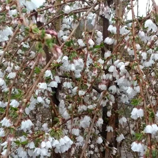 Prunus 'Snow Showers' 12 Litres