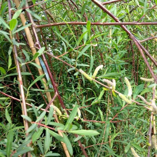 Salix purpurea 'Pendula' (Top Worked at 150cm) 12 Litres