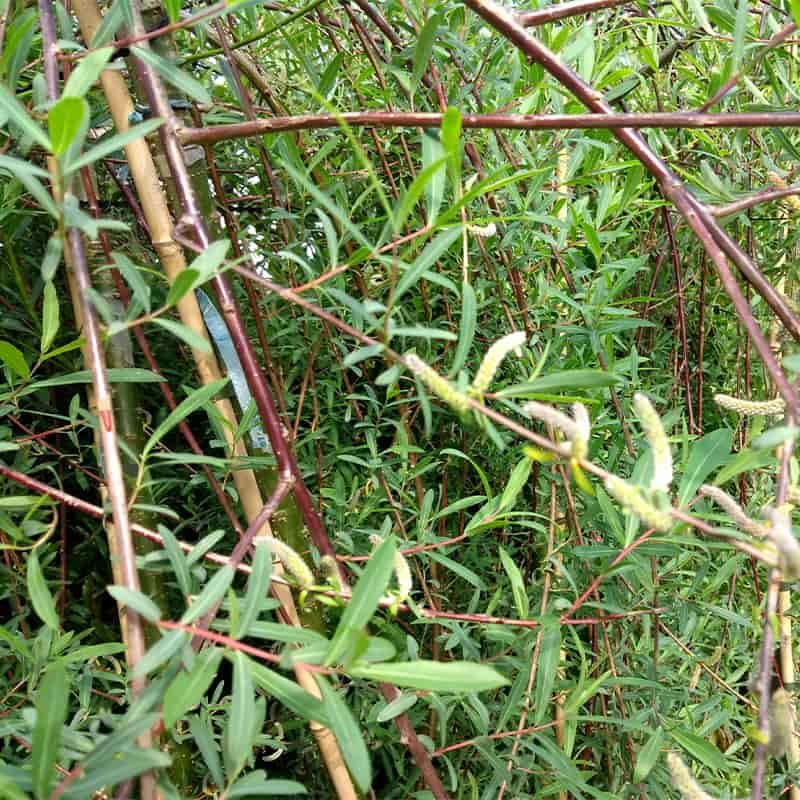 Salix purpurea 'Pendula' (Top Worked at 150cm) 12 Litres