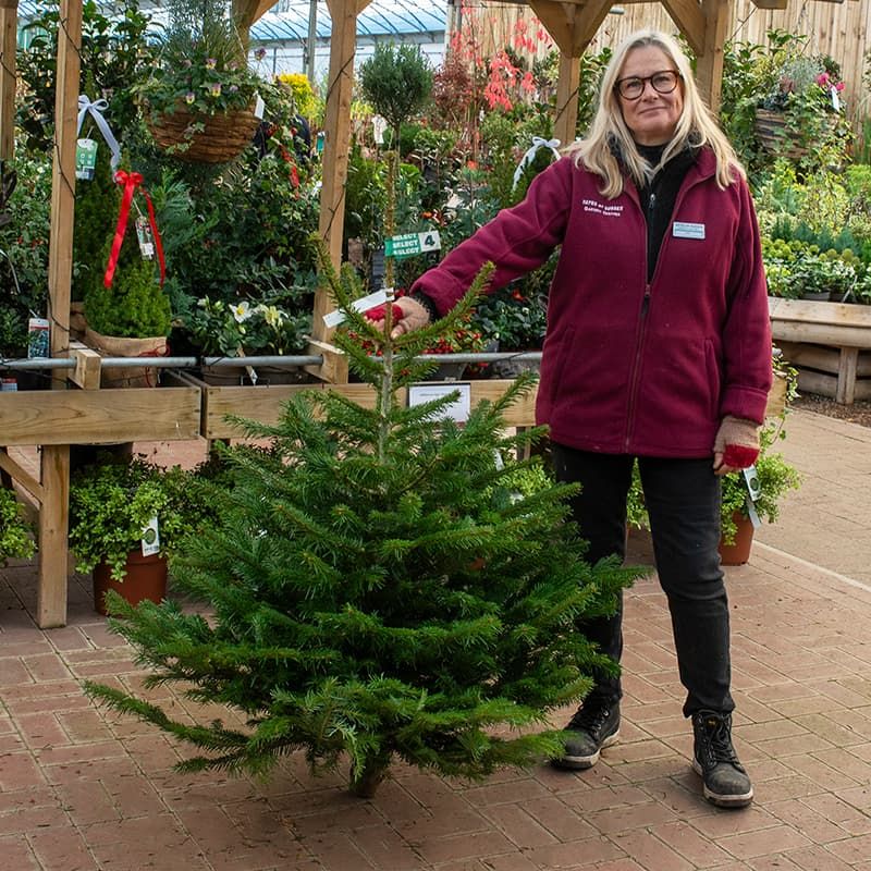 Nordmann Fir Christmas Tree 125-150cm