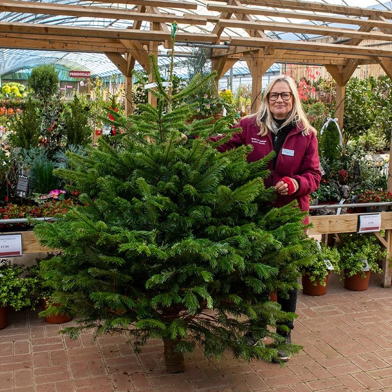 Nordmann Fir Christmas Tree 175-200cm