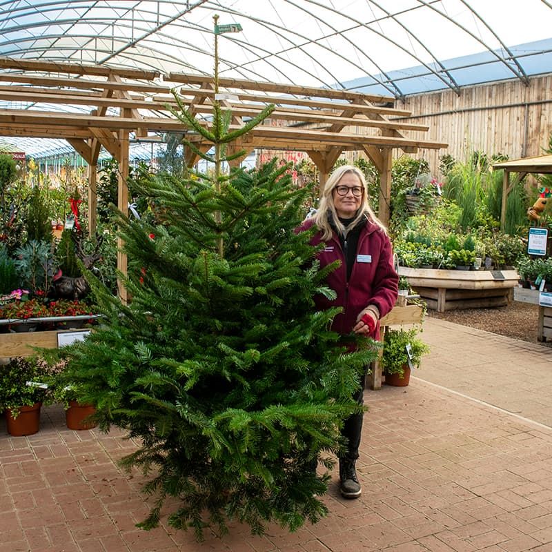 Nordmann Fir Christmas Tree 200-250cm