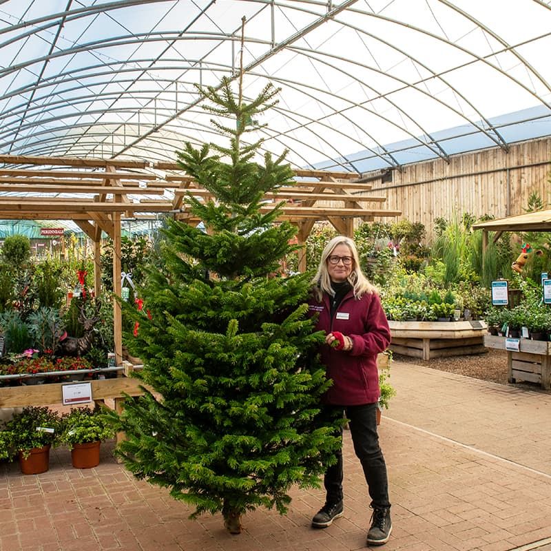 Nordmann Fir Christmas Tree 250-300cm