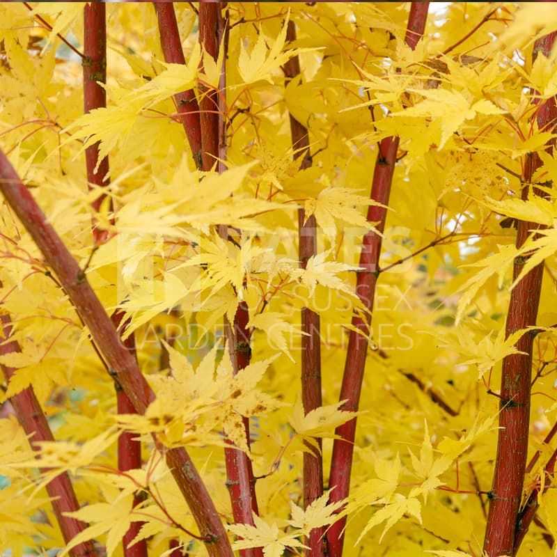 Acer palmatum 'Sango-kaku' 55 Litres