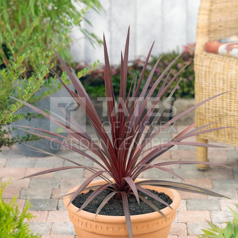 Cordyline 'Torbay Red' 2 Litres