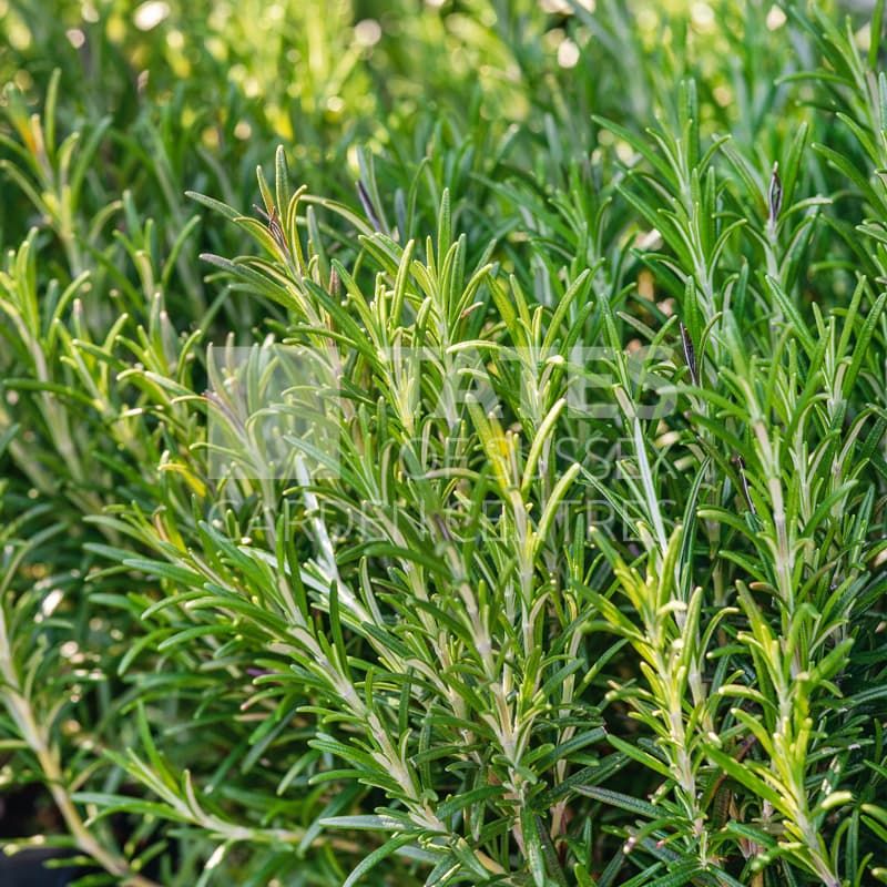 ROSEMARY OFFICINALIS 1 LITRE