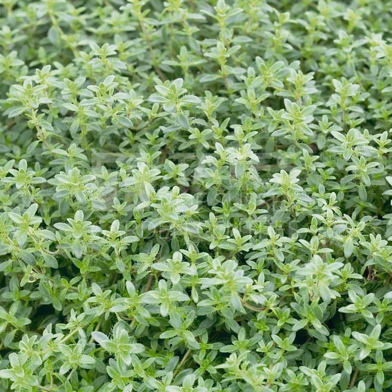 Thyme 'Creeping Red' 9cm 
