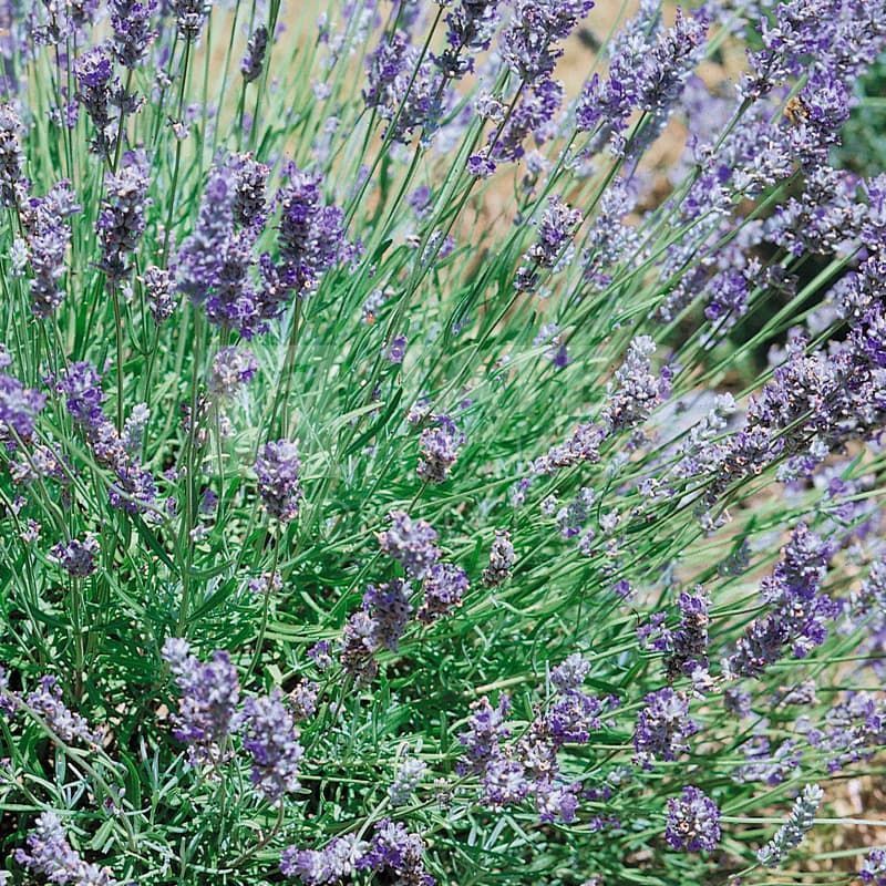 Lavender 'Munstead' 9cm