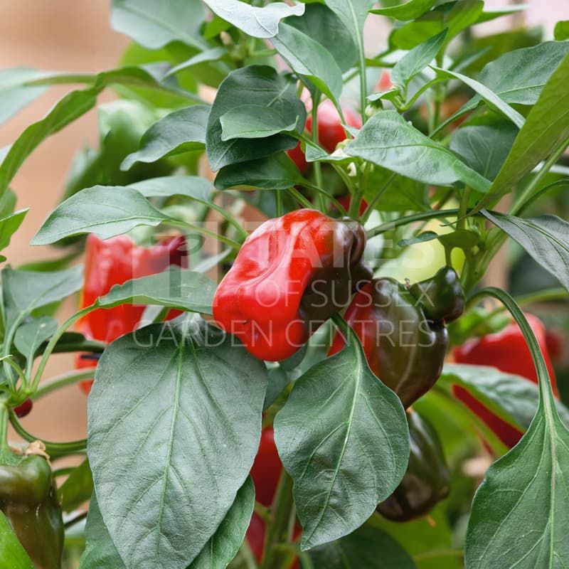 Chilli Pepper 'Habanero' Pot Veg 8.5cm
