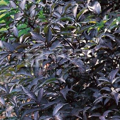 Sambucus nigra 'Black Beauty' 7.5 Litres