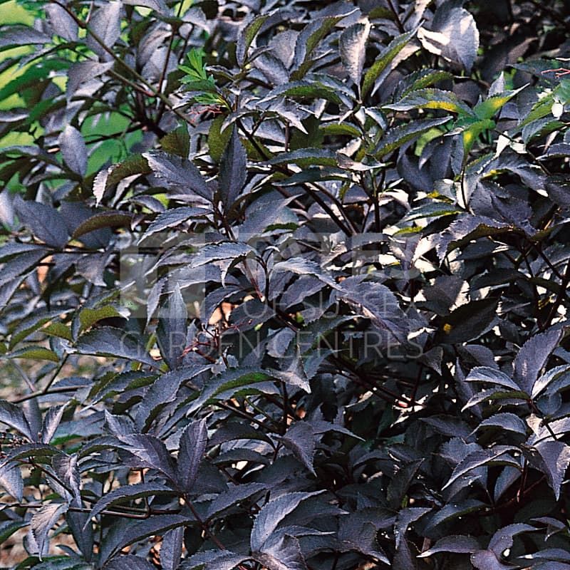Sambucus nigra 'Black Beauty' 7.5 Litres