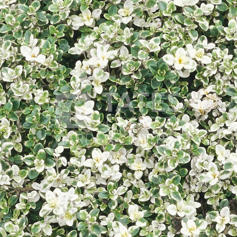 THYME FOXLEY - 9CM