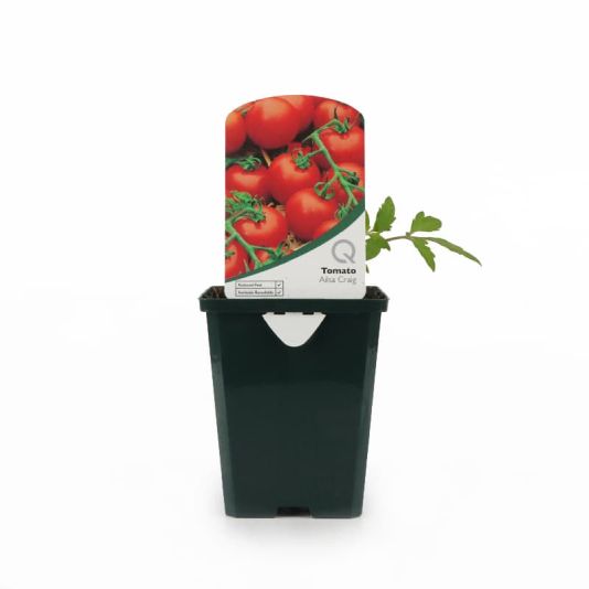 Tomato 'Ailsa Craig' Pot Veg 8.5cm 