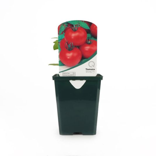 Tomato 'Shirley Pot' Veg 8.5cm 