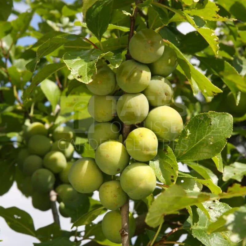 Gage (Prunus) 'Old Green Gage' Bush 12 Litres VVA-1