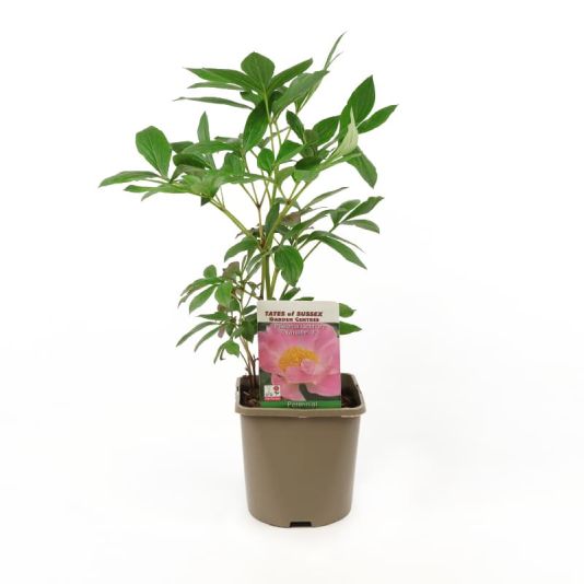 Paeonia lactiflora 'Nymphe' 3 Litres
