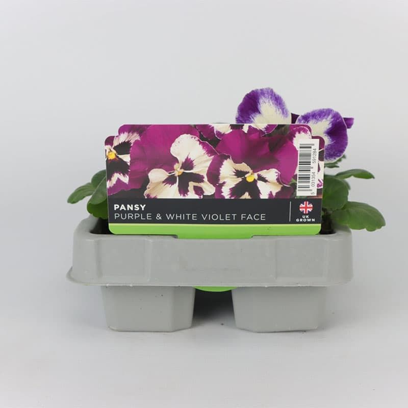 Pansy 'Purple & White Violet Face' 6 Pack