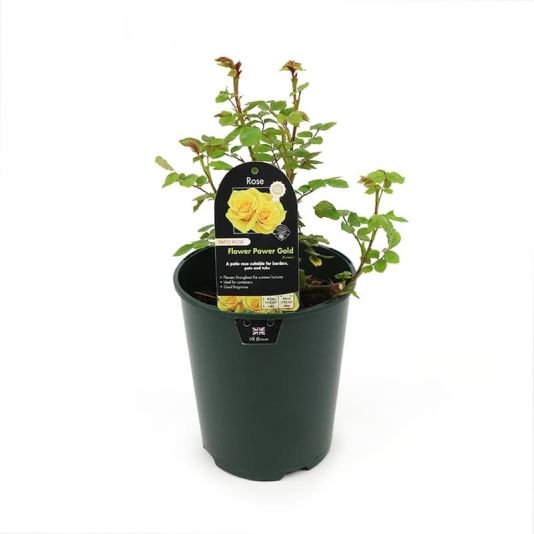 Patio Rose 'Flower Power Gold' 3 Litres