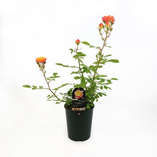 Patio Rose 'Little Sunset' 3 Litres