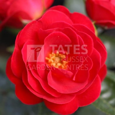 Patio Standard Rose 'Lots of Kisses' 7.5 Litres