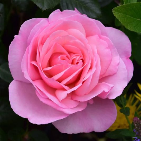 Peter Beales Rose 'Pearl of St Lukes' 4 Litres