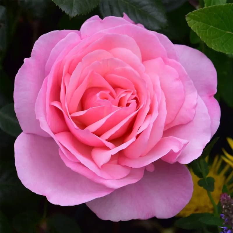 Peter Beales Rose 'Pearl of St Lukes' 4 Litres
