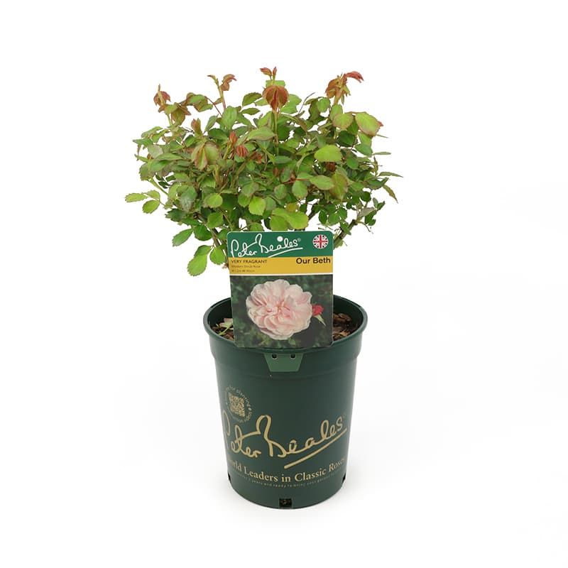 Peter Beales Shrub Rose 'Our Beth' 4 Litres