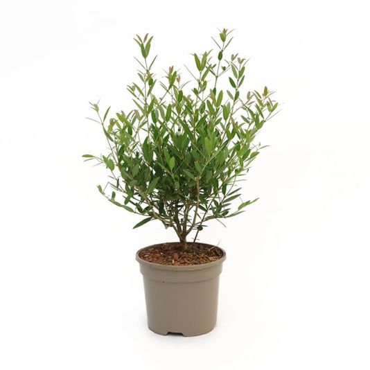 Phillyrea angustifolia 3 Litres