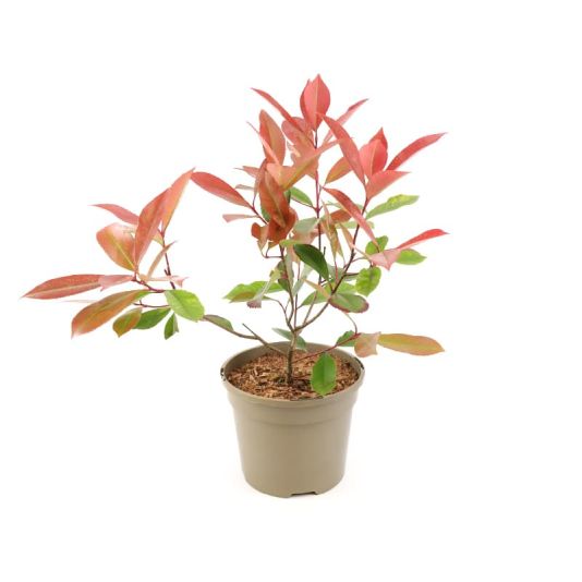 Photinia 'Red Robin' 3 Litres